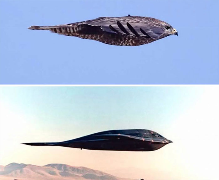 B2 Stealth Bomber Compared To A Falcon.