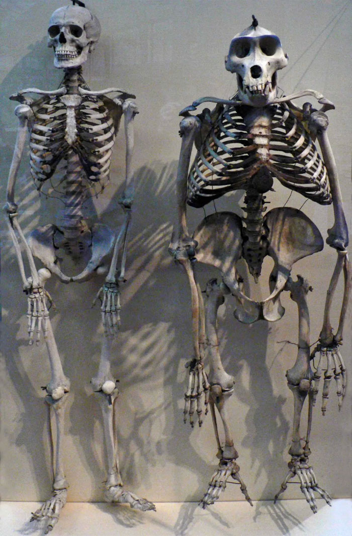 Human Skeleton Compared To Gorilla Skeleton.