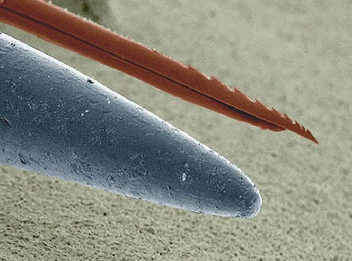 Microscopic Look At Bee Stinger vs. Needle.
