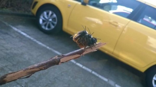 bees humping on a stick