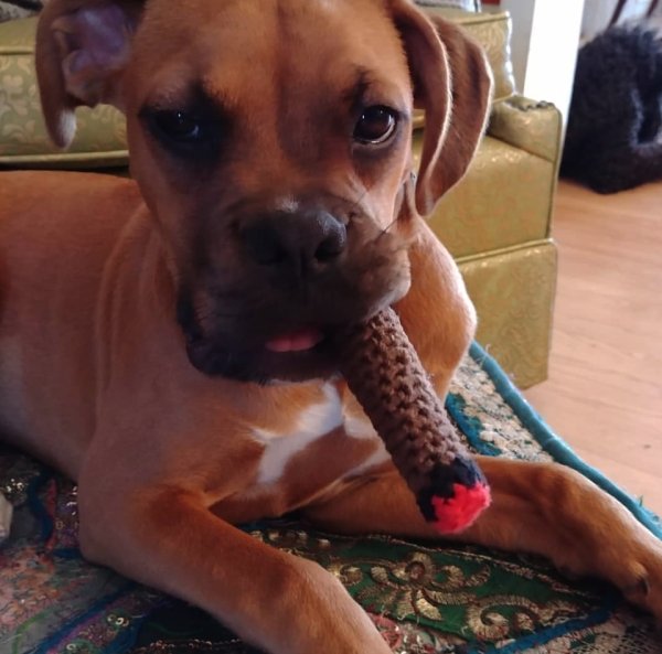 This dog needed a crocheted cigar.