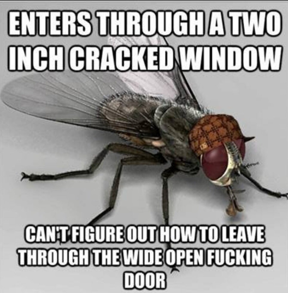 Enters Through A Two Inch Cracked Window Cant Figure Out How To Leave Through The Wide Open Fucking Door
