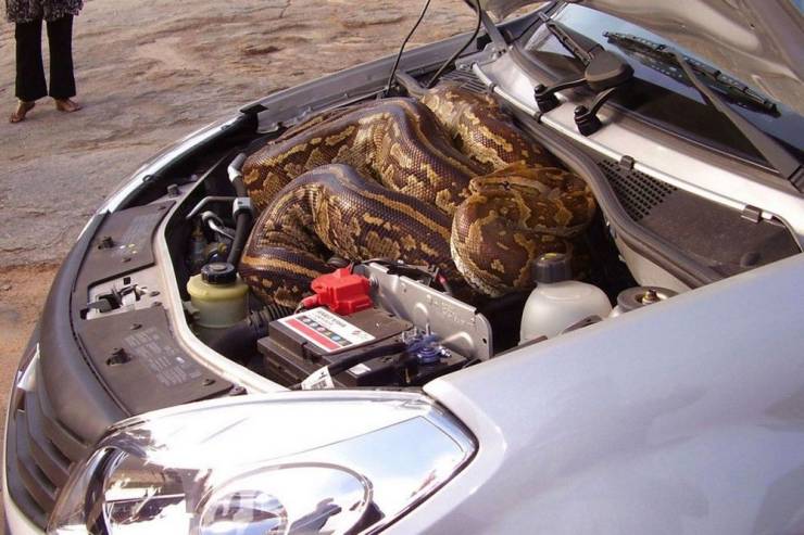 wtf snake inside a car