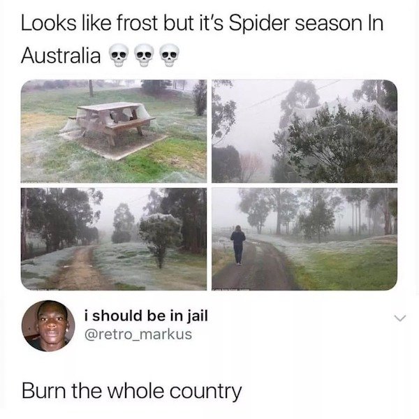 spider season australia - Looks frost but it's Spider season In Australia . . . i should be in jail Burn the whole country