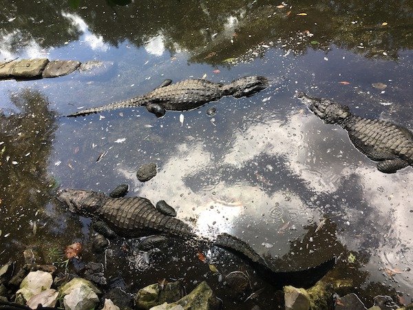 american alligator