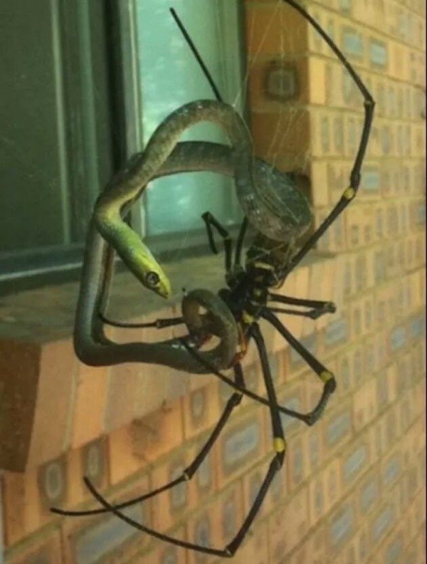 spider eats snake