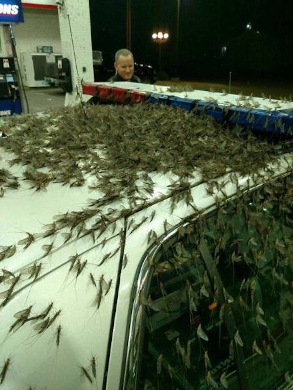 mayflies in illinois