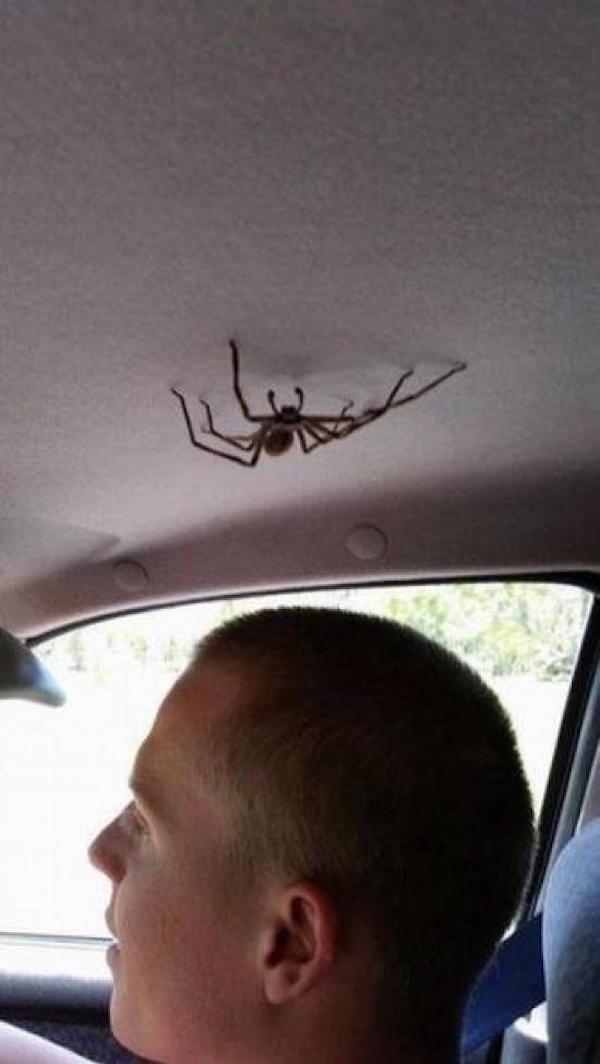 spider in car meme