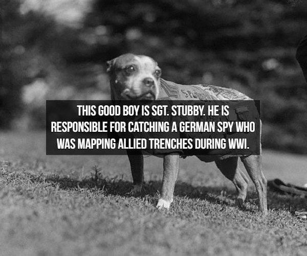 Spy Facts - This Good Boy Is Sgt. Stubby. He Is Responsible For Catching A German Spy Who Was Mapping Allied Trenches During Wwi.