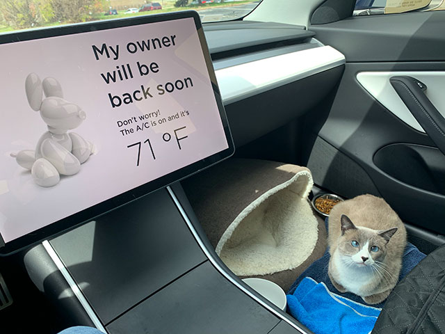 Tesla’s "Dog Mode" protect pets from hot cars while informing passersby of their safety.