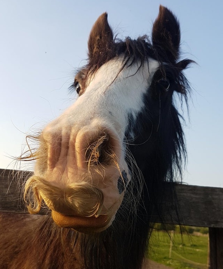 It turns out that horses can grow mustaches.