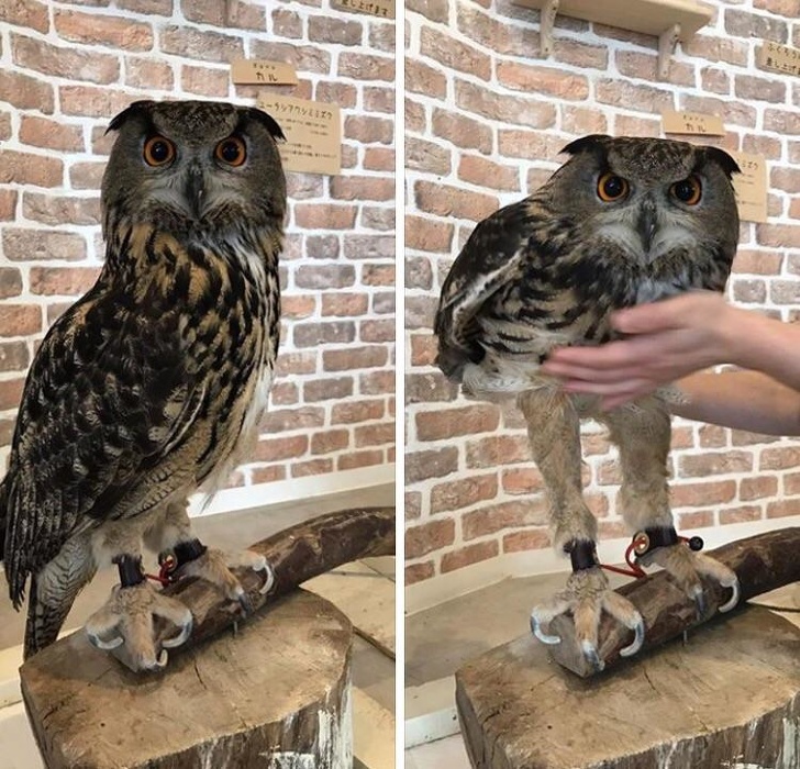 Owls’ legs are, in fact, incredibly long.
