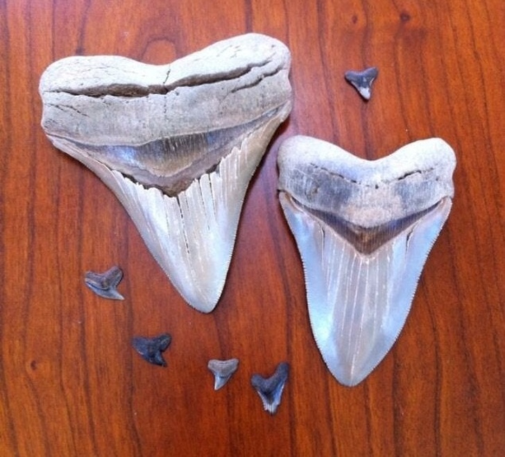 Shark teeth (small) vs Megalodon teeth found in Virginia, USA.