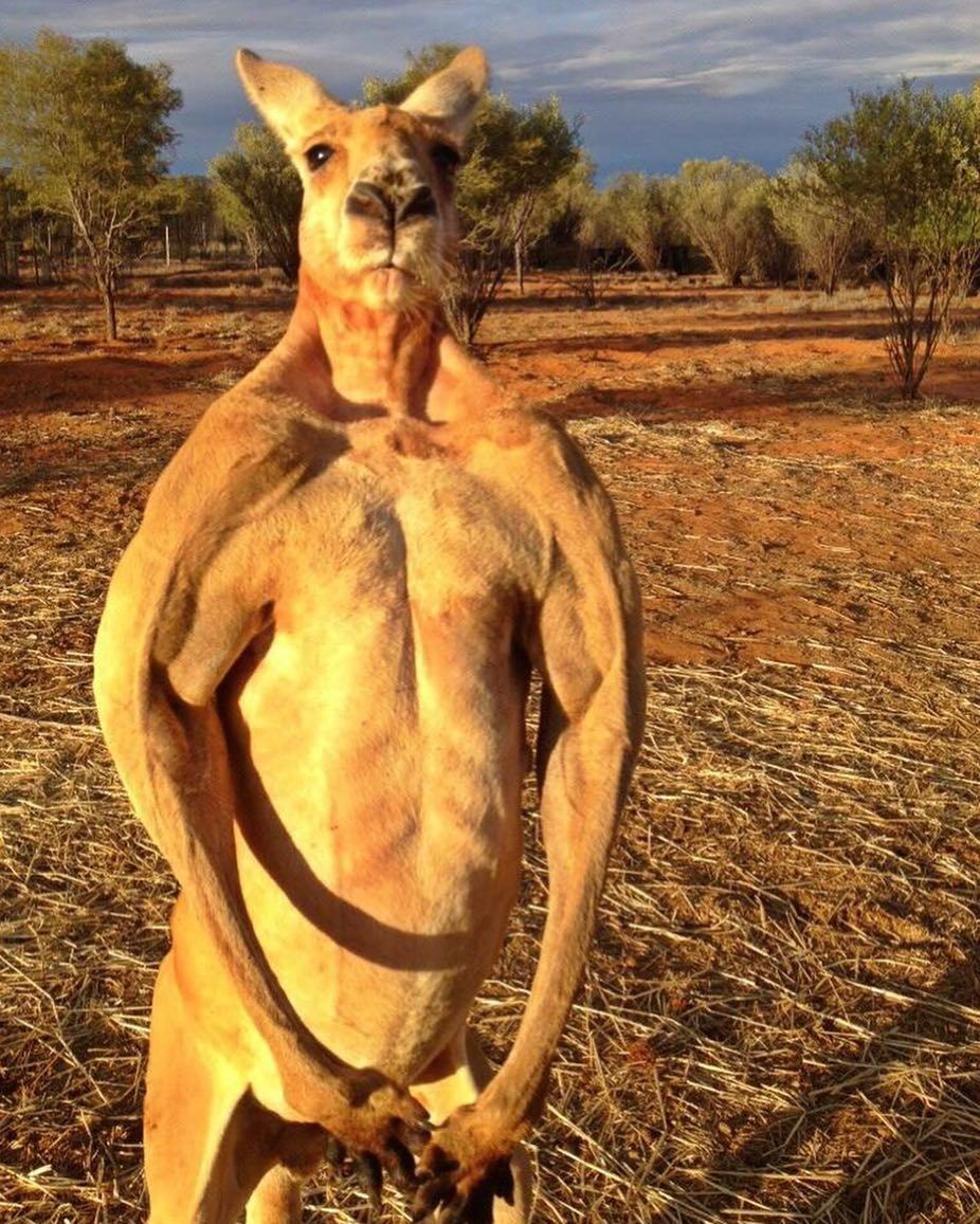 Some kangaroos can build impressively huge muscles.