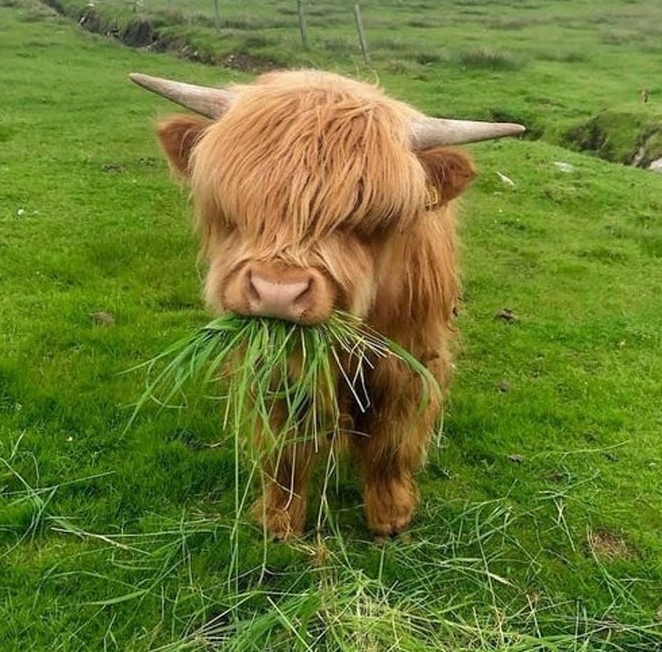 A fluffy calf that rocks its gorgeous hair.