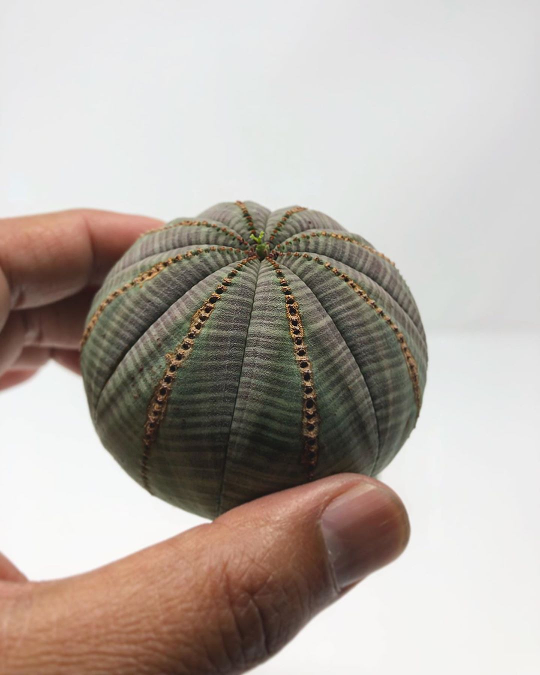 This is not a pin cushion, this is a succulent plant called Euphorbia obesa.