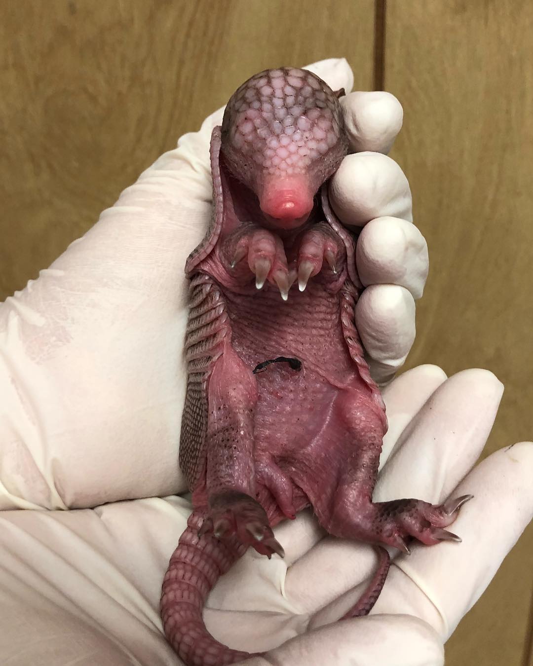 An alien-like baby armadillo.
