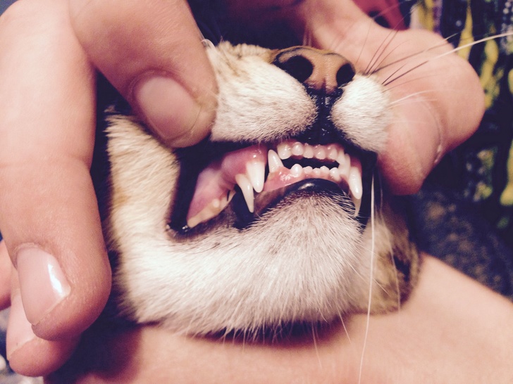 When kittens have their adult teeth growing in, they have double fangs for a while.