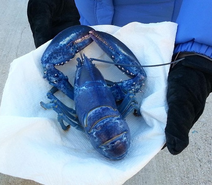 This is a rare blue lobster. The chances of catching one are one in 2 million.