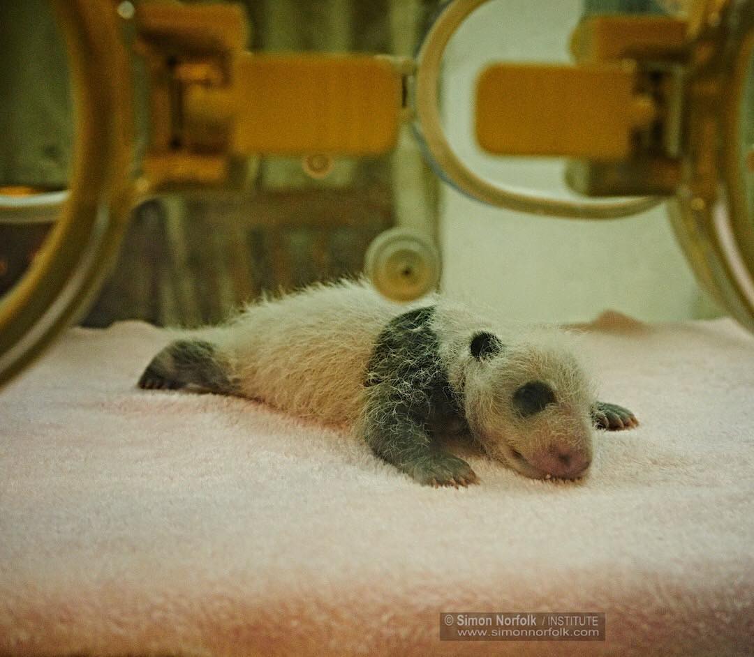 A baby panda in an incubator for newborns.