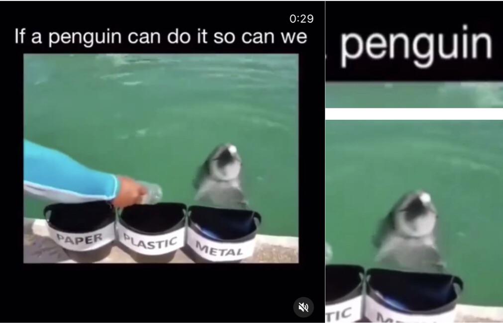 'If a penguin can do it so can we penguin Paper Plast Lastic Metal