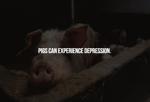 domestic pig - Pigs Can Experience Depression.