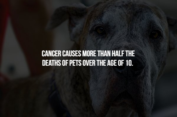 christy moore box set - Cancer Causes More Than Half The Deaths Of Pets Over The Age Of 10.