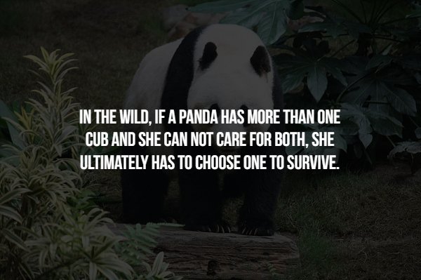 photo caption - In The Wild. If A Panda Has More Than One Cub And She Can Not Care For Both, She Ultimately Has To Choose One To Survive.