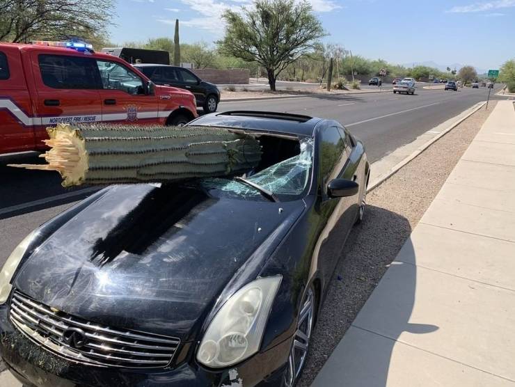 saguaro cactus through windshield