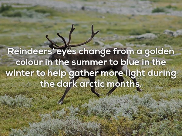 reindeer meaning in urdu - Reindeers' eyes change from a golden colour in the summer to blue in the winter to help gather more light during the dark arctic months.