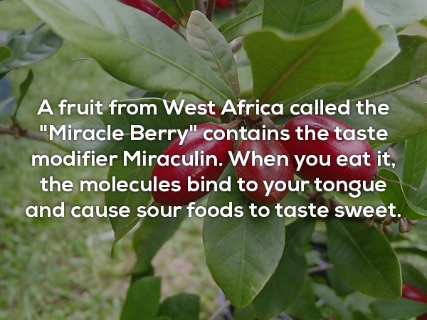 A fruit from West Africa called the "Miracle Berry" contains the taste modifier Miraculin. When you eat it, the molecules bind to your tongue and cause sour foods to taste sweet.