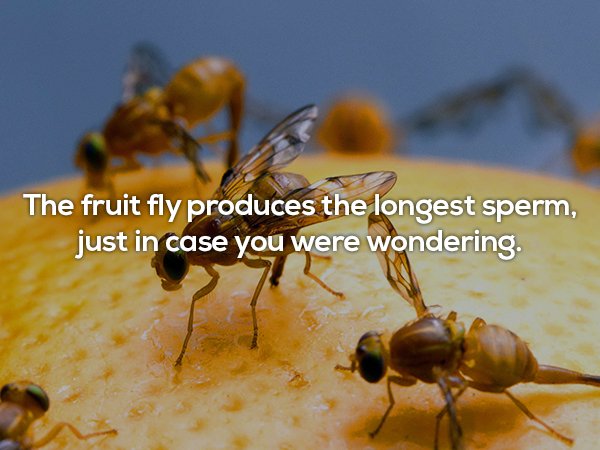 The fruit fly produces the longest sperm, just in case you were wondering.