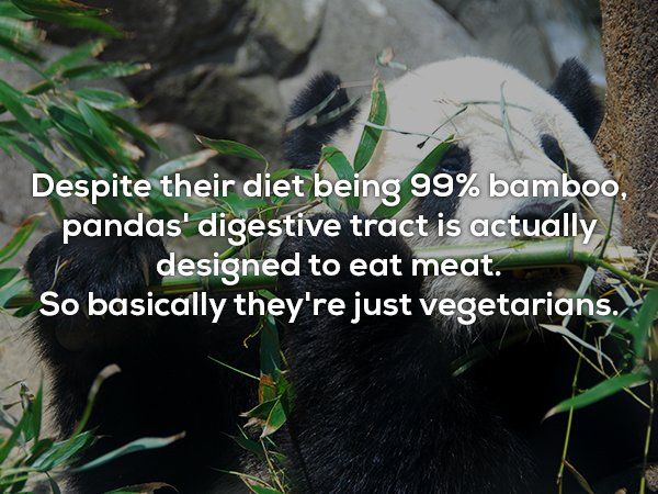 Despite their diet being 99% bamboo, pandas' digestive tract is actually designed to eat meat. So basically they're just vegetarians.