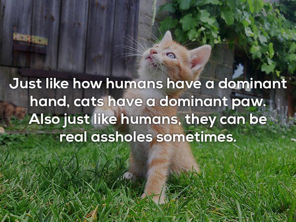 photo caption - Just how humans have a dominant hand, cats have a dominant paw. Also just humans, they can be real assholes sometimes.