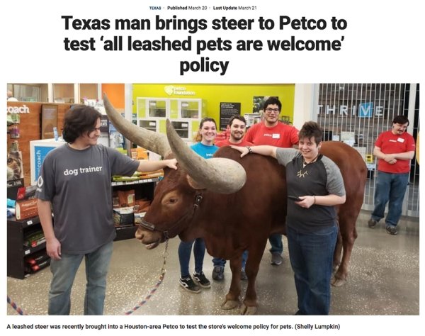 steer petco - Teu Published March 20. Last Update March 21 Texas man brings steer to Petco to test 'all leashed pets are welcome' policy dog trainer Aleashed steer was recently brought into a Houstonarea Petco to test the store's welcome policy for pets. 