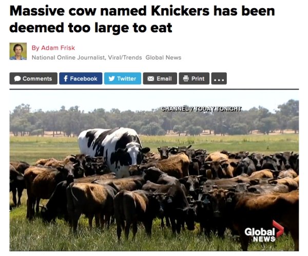 extra large cow in australia - Massive cow named Knickers has been deemed too large to eat By Adam Frisk National Online Journalist, ViralTrends Global News f Facebook Twitter Email Print ... Channel 7 Today Tonight Global News