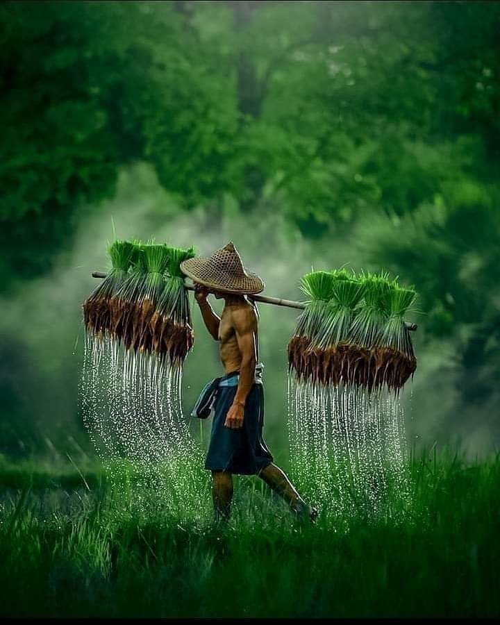 farmer thailand -