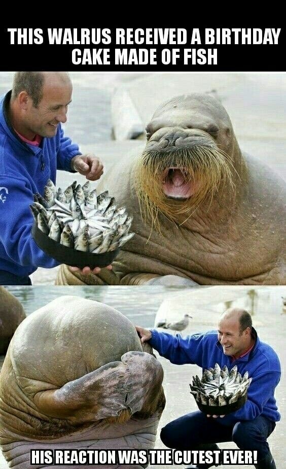 walrus birthday cake - This Walrus Received A Birthday Cake Made Of Fish His Reaction Was The Cutest Ever!