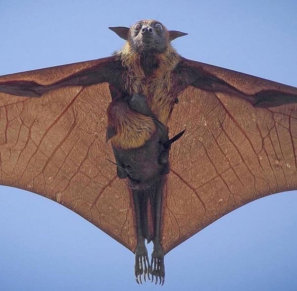 flying bat with baby