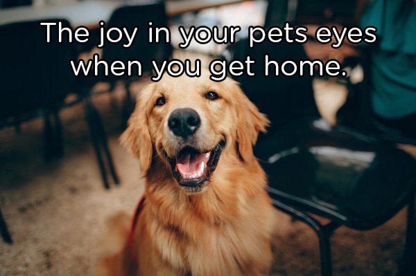 golden retriever - The joy in your pets eyes when you get home.