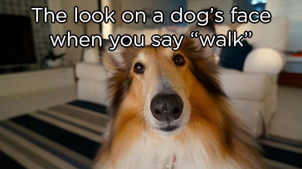 dermatomyositis dogs - The look on a dog's face when you say "walks