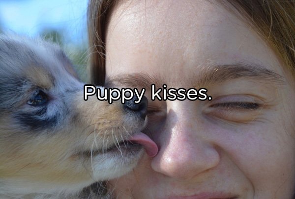 puppy nose kiss - Puppy kisses.