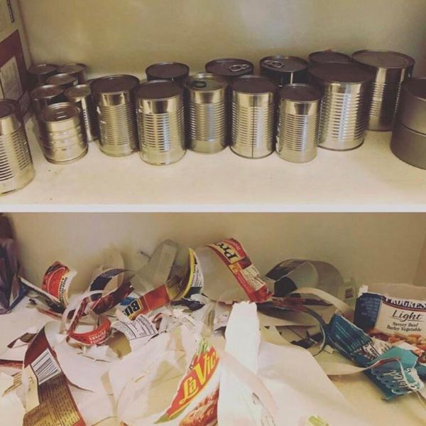 infuriating kid removes labels from cans - 18 Lores Light