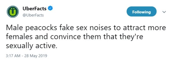 diagram - UberFacts ing Male peacocks fake sex noises to attract more females and convince them that they're sexually active.