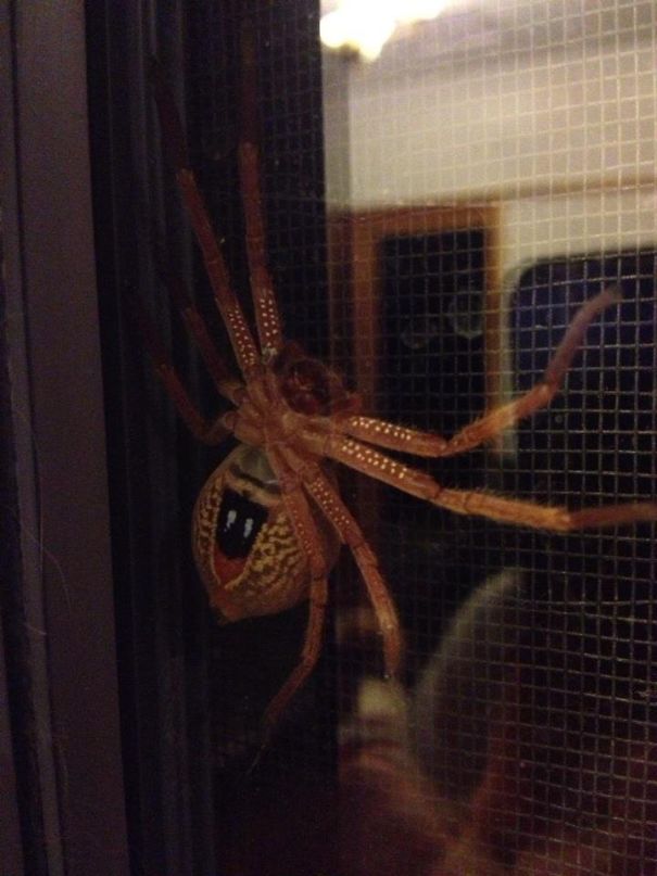 australia spider on door