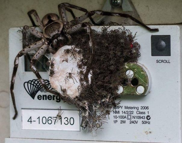 spider in electric meter