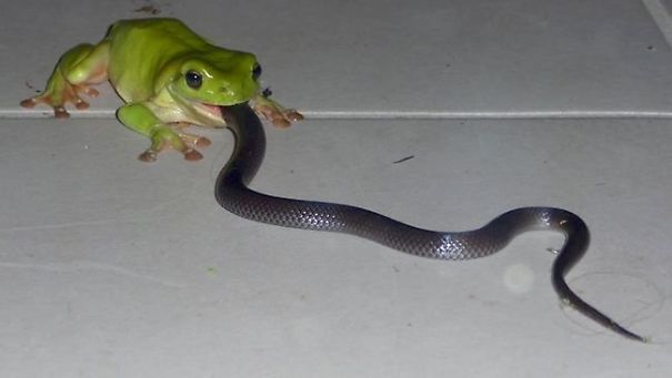 frogs eat snakes