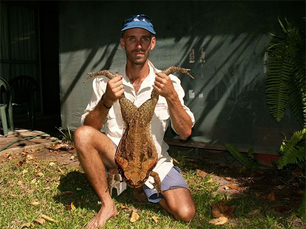 large cane toad