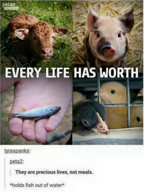 peta fish - peta2 Every Life Has Worth tyraspanks peta2 They are precious lives, not meals. holds fish out of water