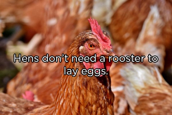 Hens don't need a rooster to lay eggs.